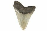 Huge, Fossil Megalodon Tooth - North Carolina #192861-1